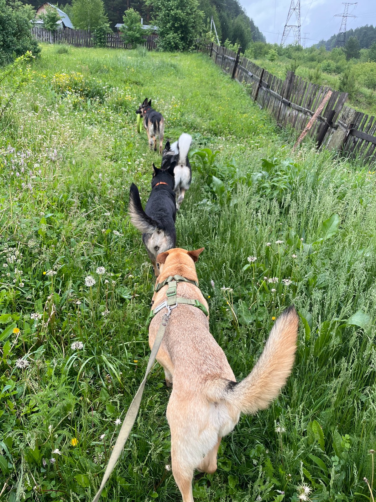 Dogs gather in groups across Nizhny Tagil locations