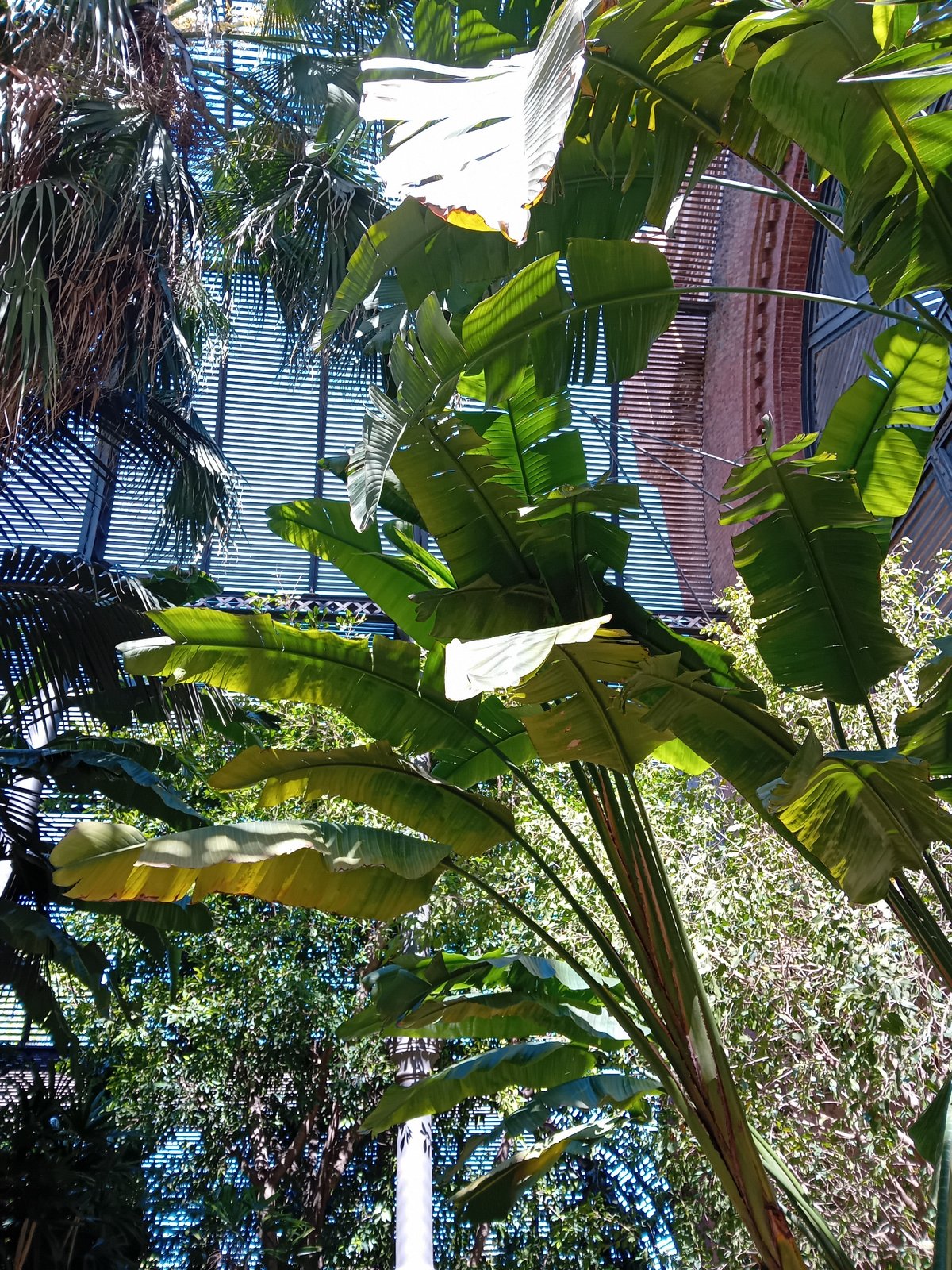 Tropical conservatory garden documented in Barcelona midday
