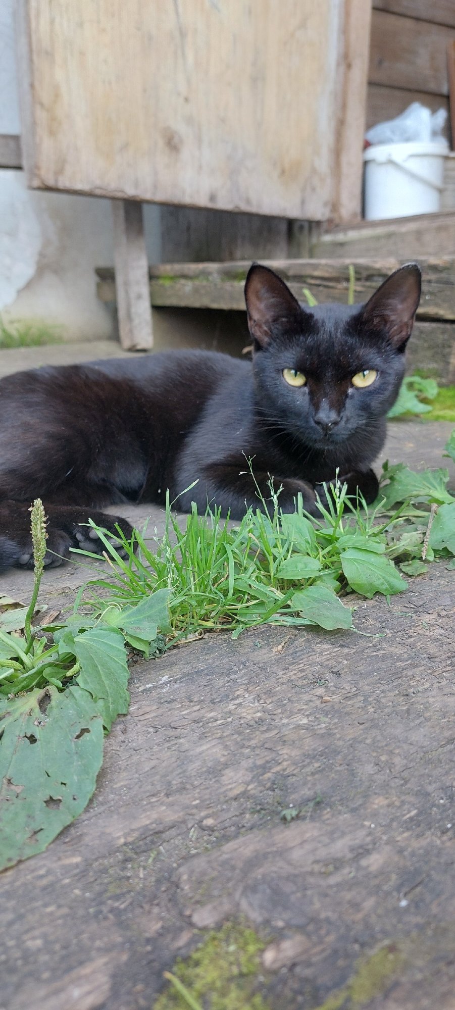 Lazy summer afternoon in a Chaikovsky backyard