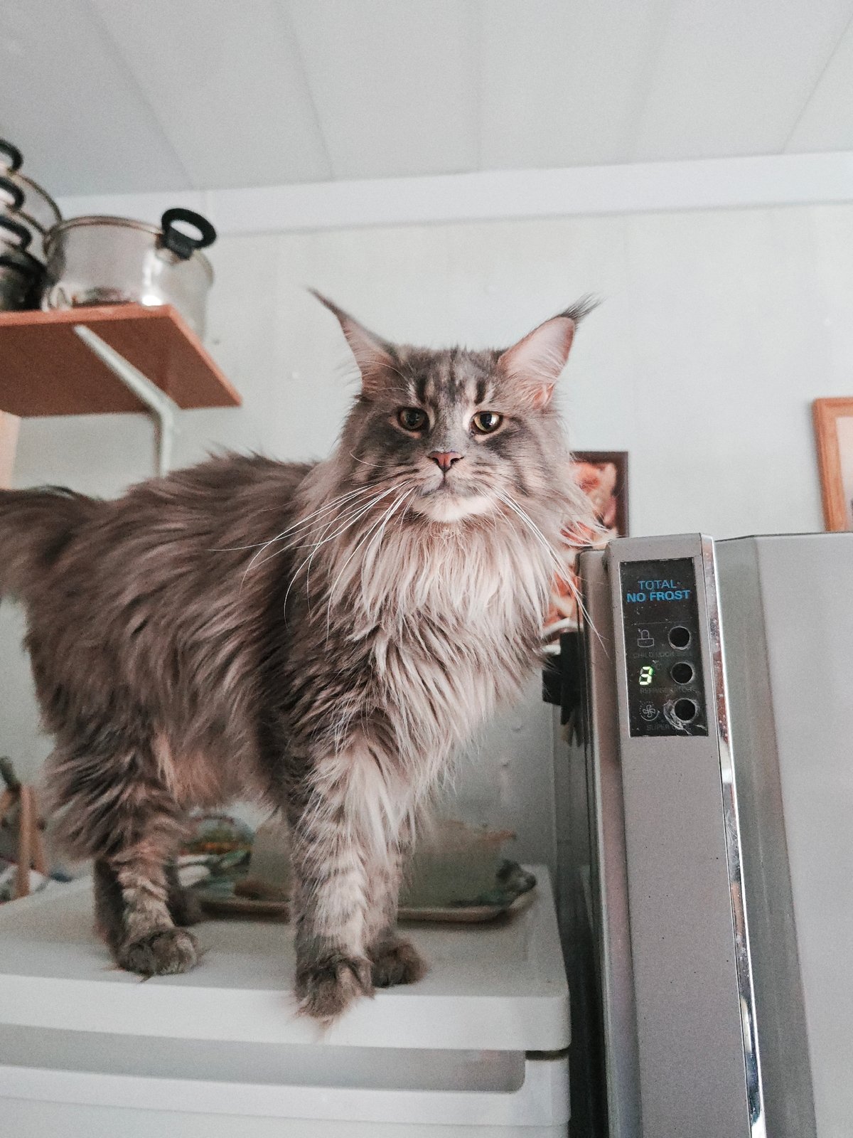 Maine Coon on a fridge, Abakan