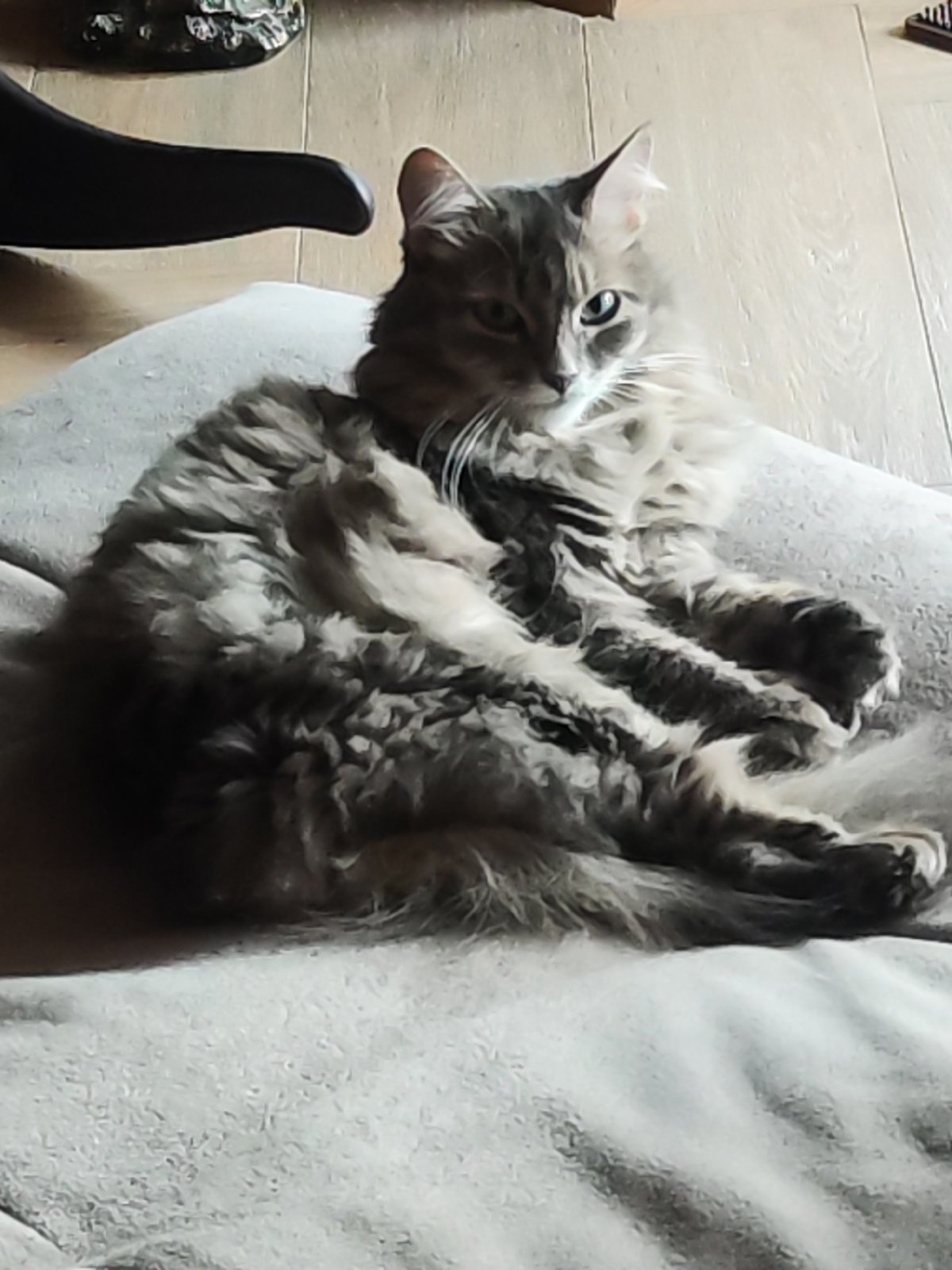 Gray tabby cat photographed resting indoors in Chaikovsky, Russia