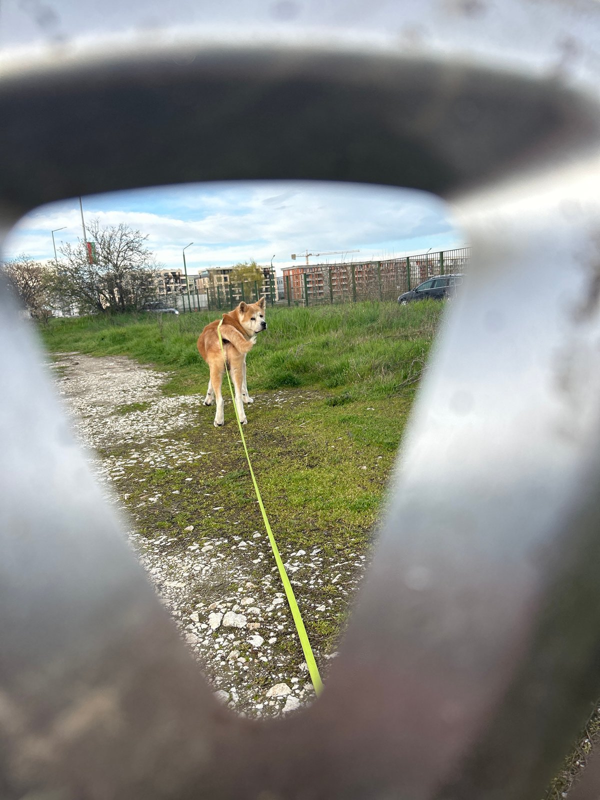 Dog spotted walking on dirt path in Plovdiv
