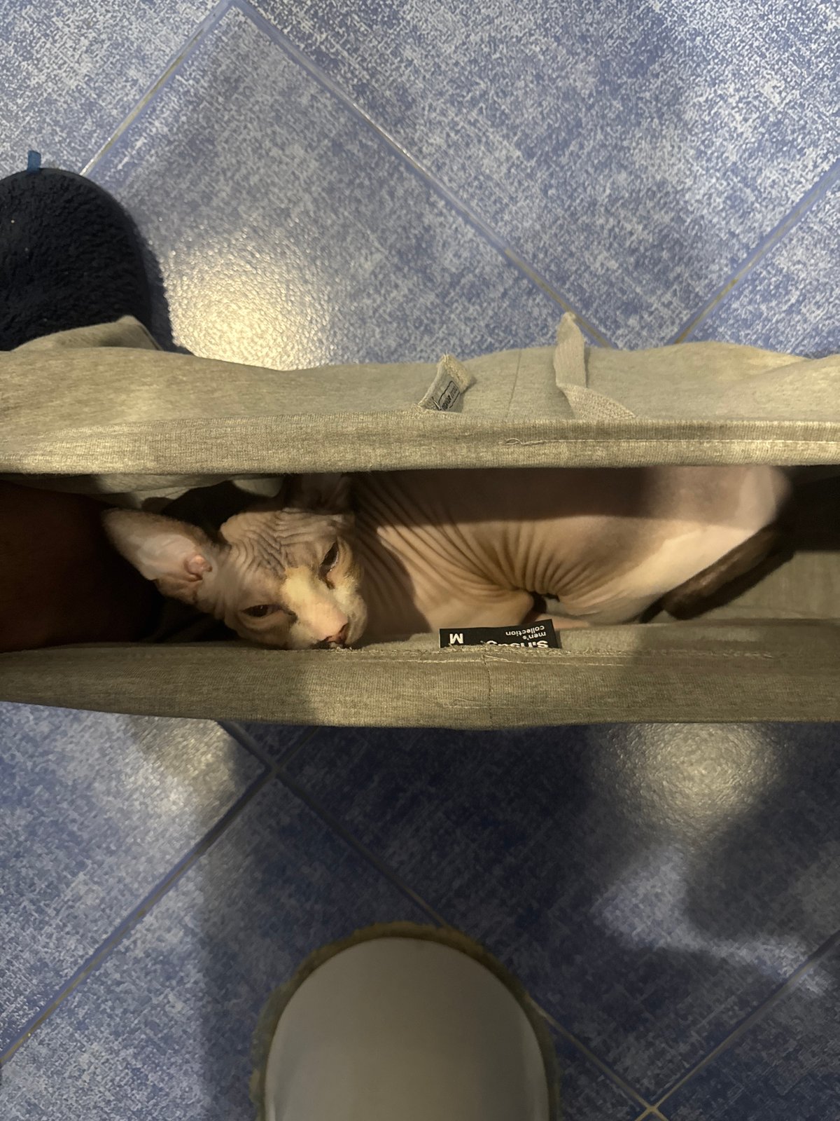Sphynx cat makes itself at home inside a pair of grey pants