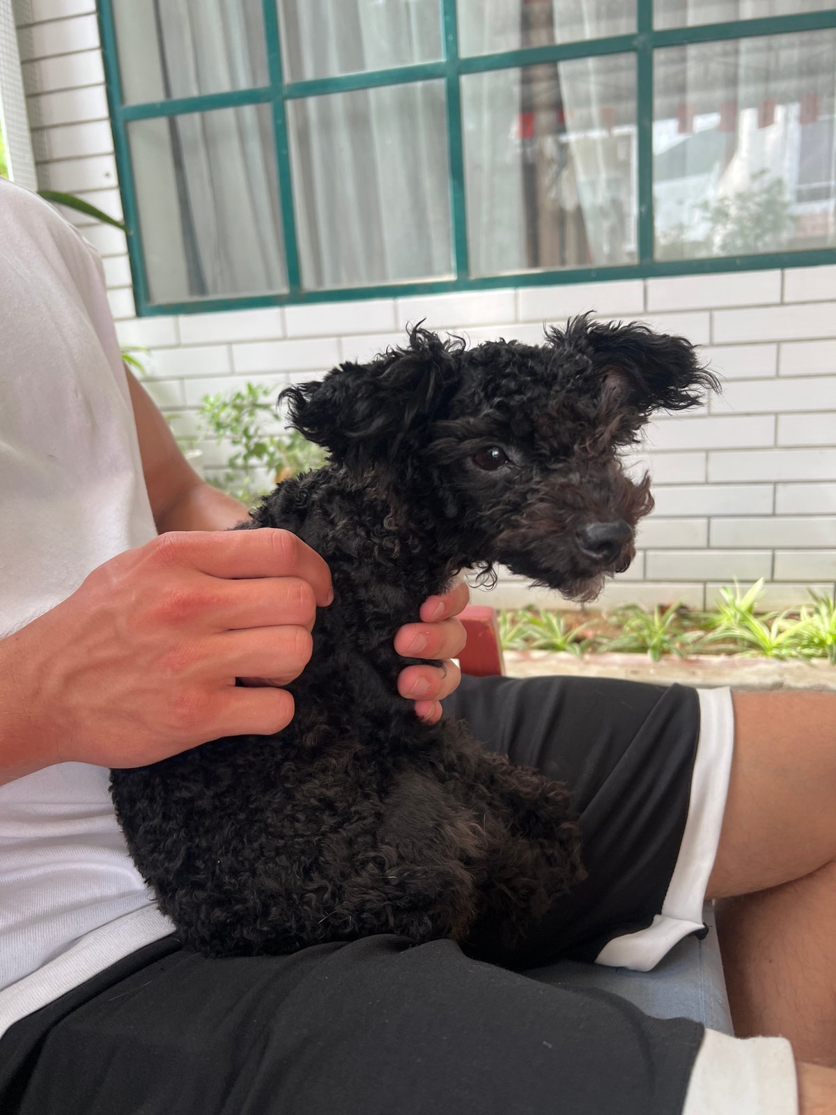 Morning cafe visit with poodle companion in Nha Trang
