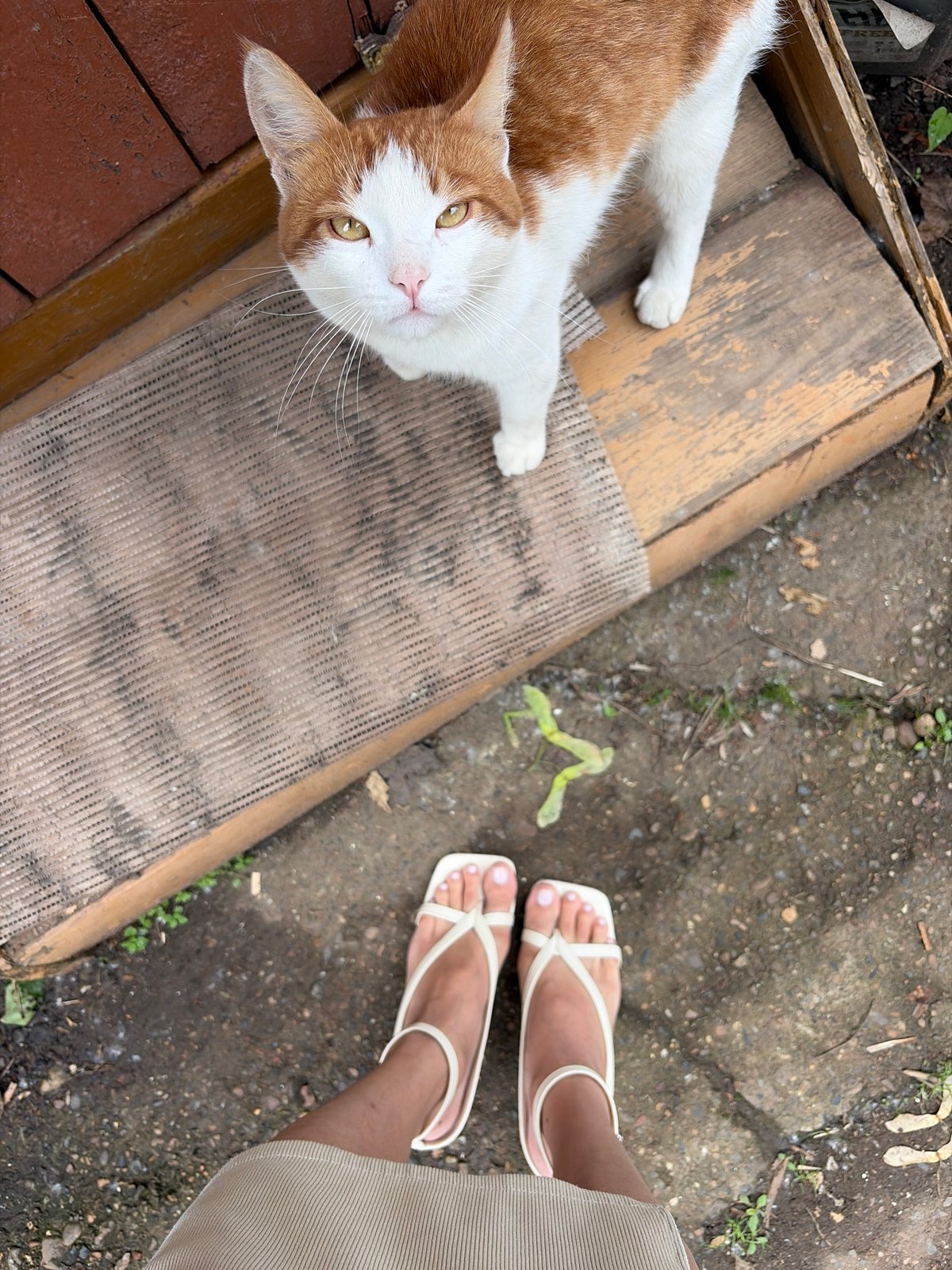 Orange tabby cat spotted outdoors in Izhevsk, Russia