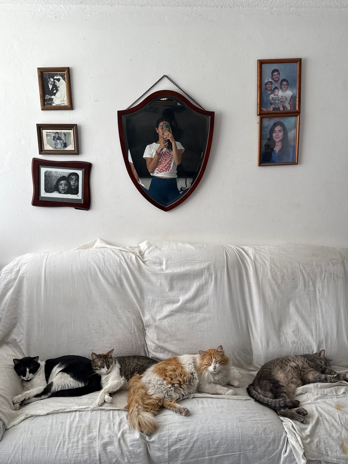 Five cats rest on sofa in Puebla home