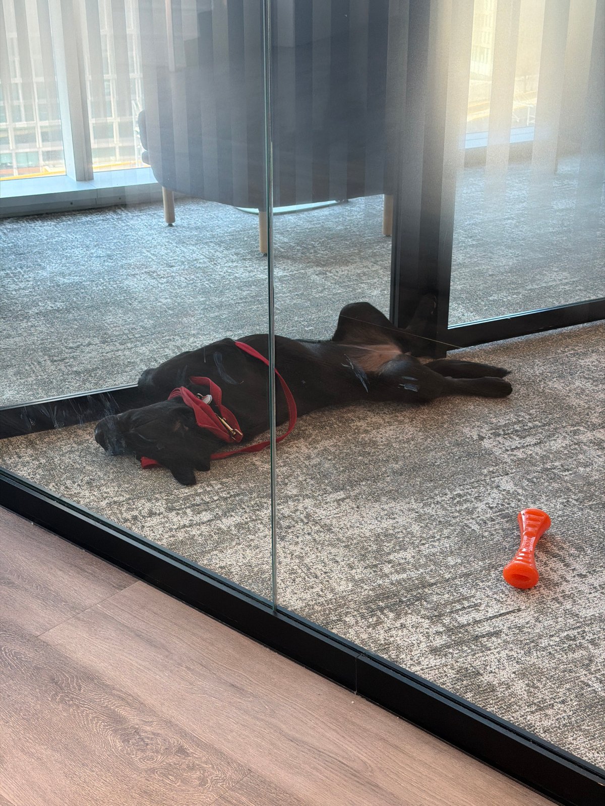 Black dog relaxes at home in Montreal apartment