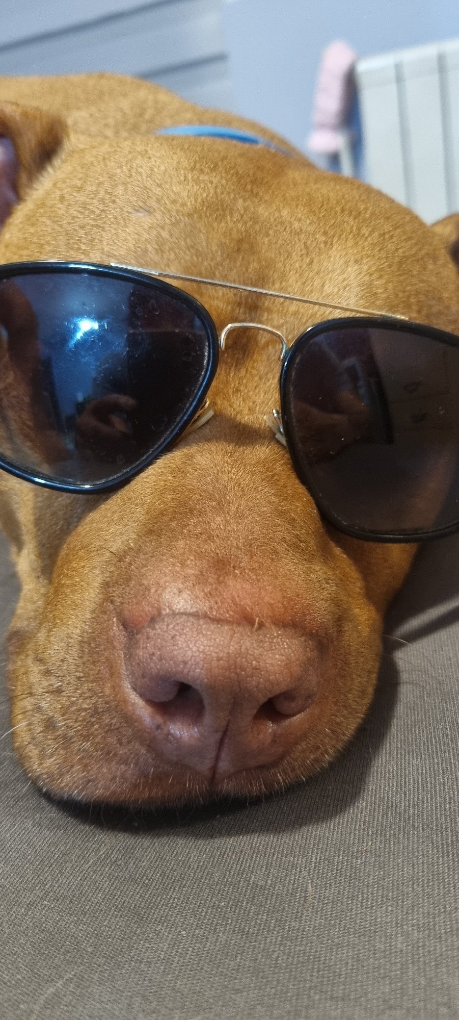 Dog in sunglasses photographed on gray surface