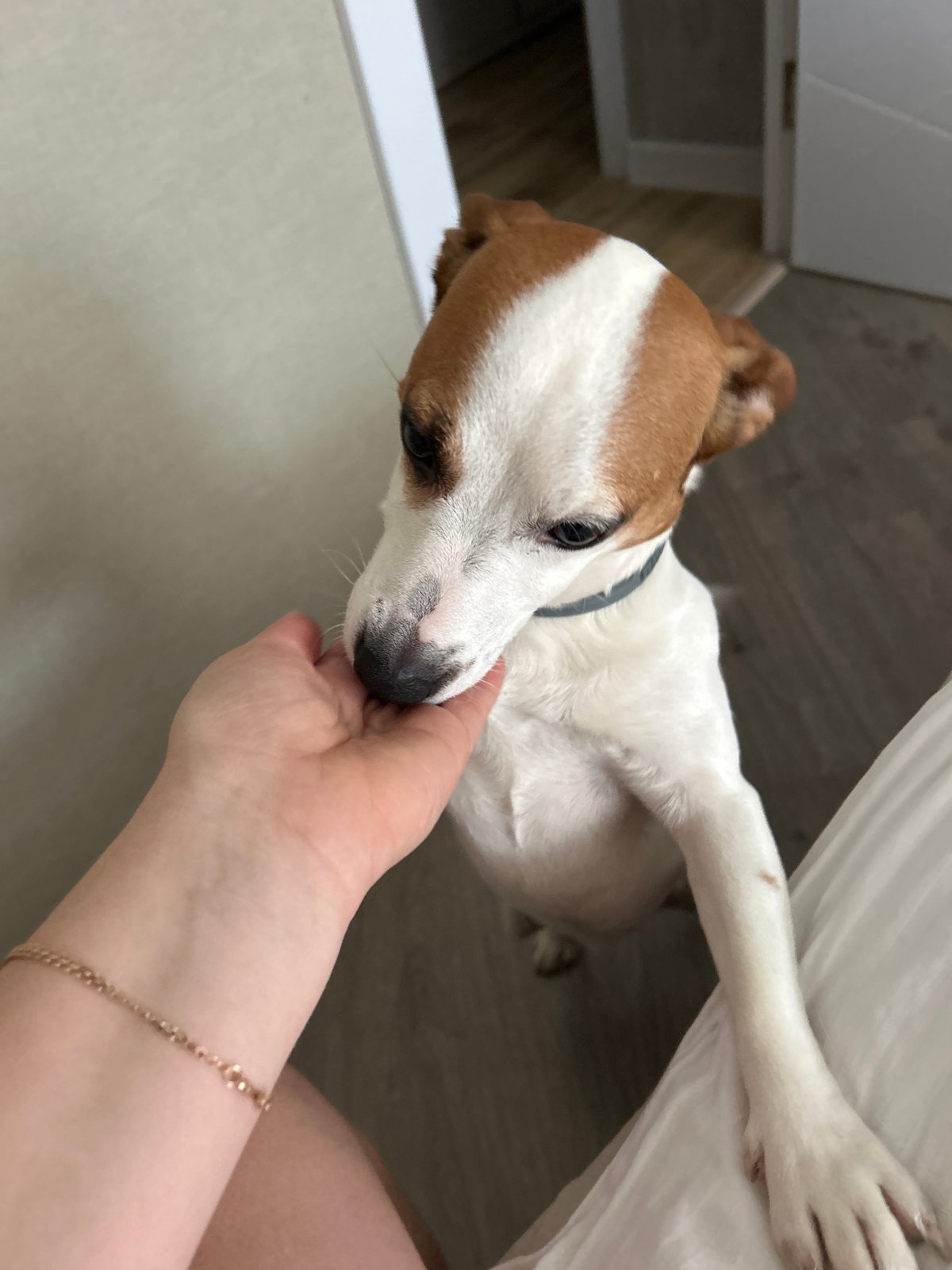 Quiet afternoon moments with family and dog in Russian home