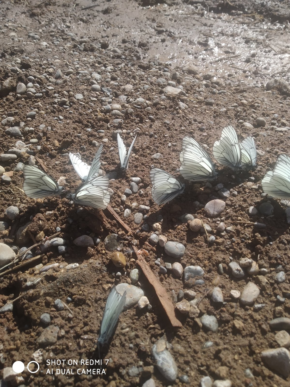 White butterflies gather on wet ground in Chaikovsky, Russia