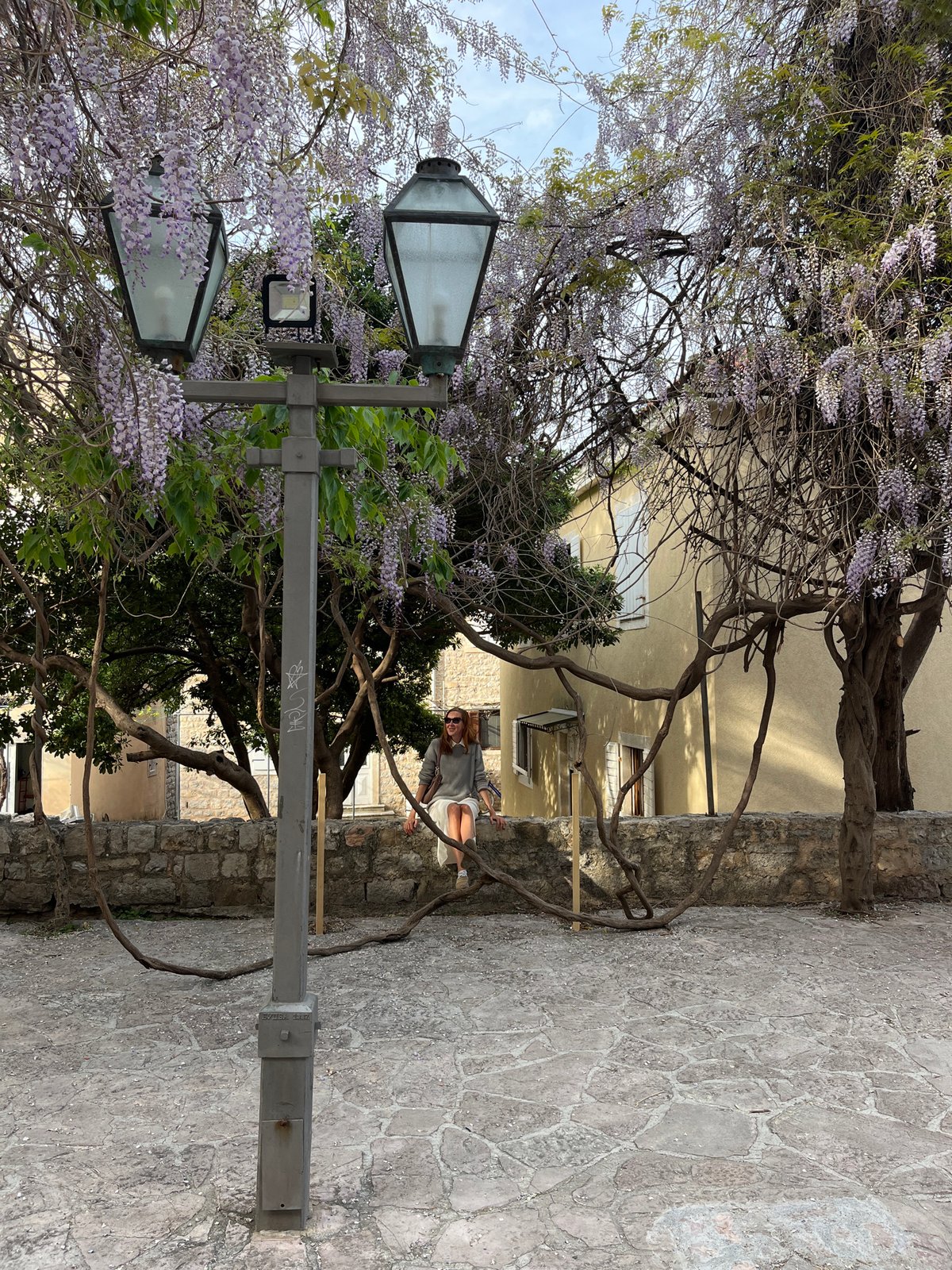 Spring scenes documented in Budva featuring wisteria blooms, pedestrians