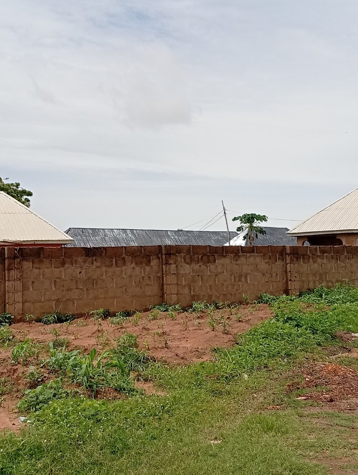 Rural Jalingo morning: farmland, livestock, and construction in progress