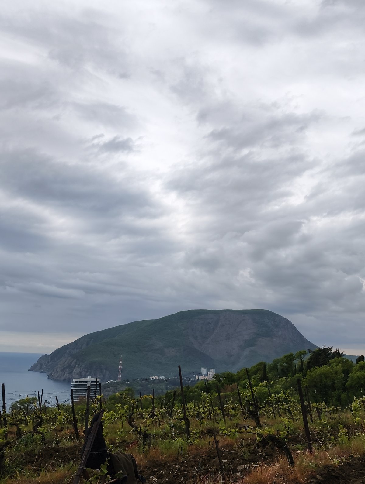 Morning vineyard visit documented near Ukrainian Black Sea coast