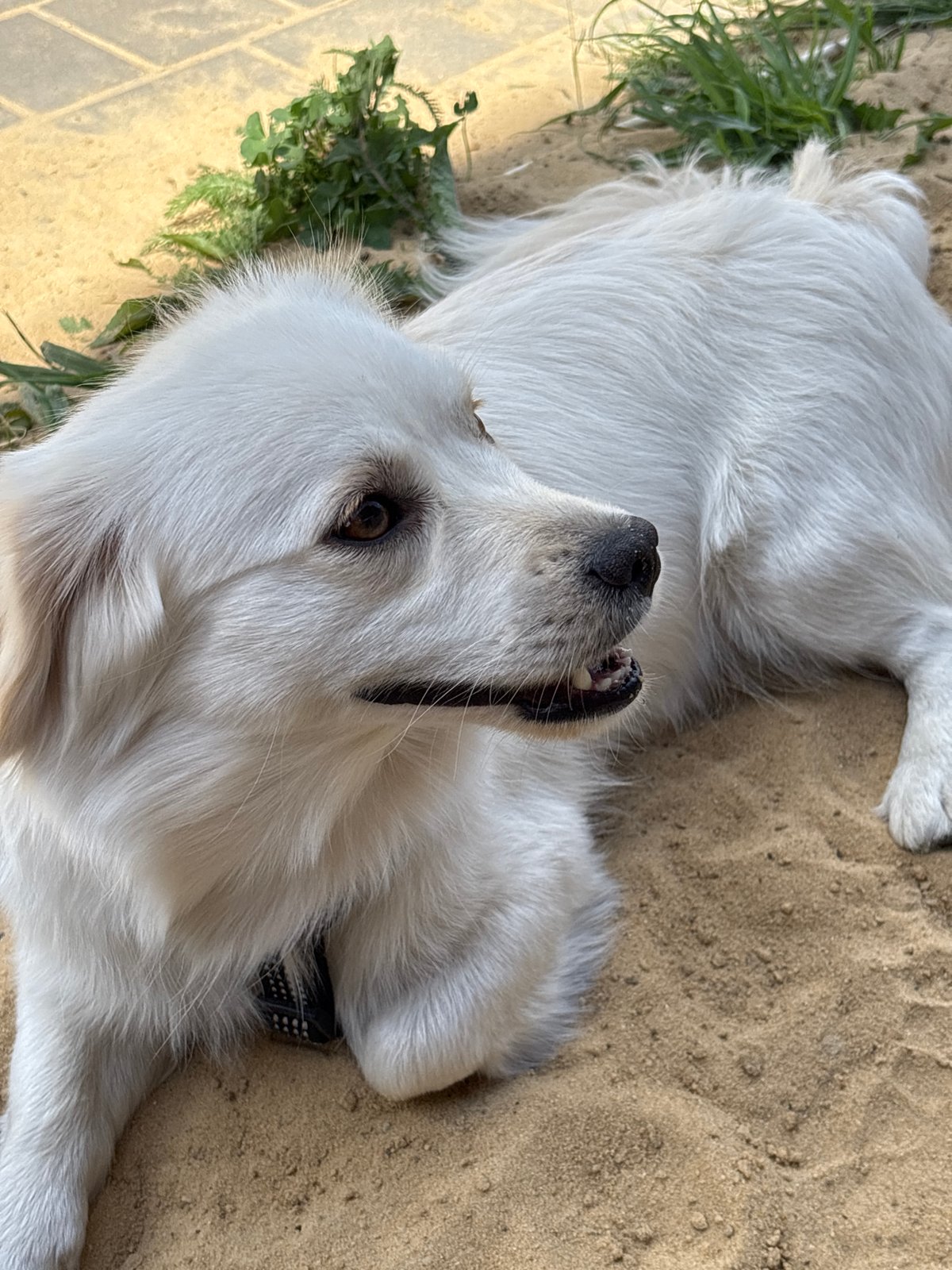 Lazy summer morning with a white dog, wildflowers, and strawberries