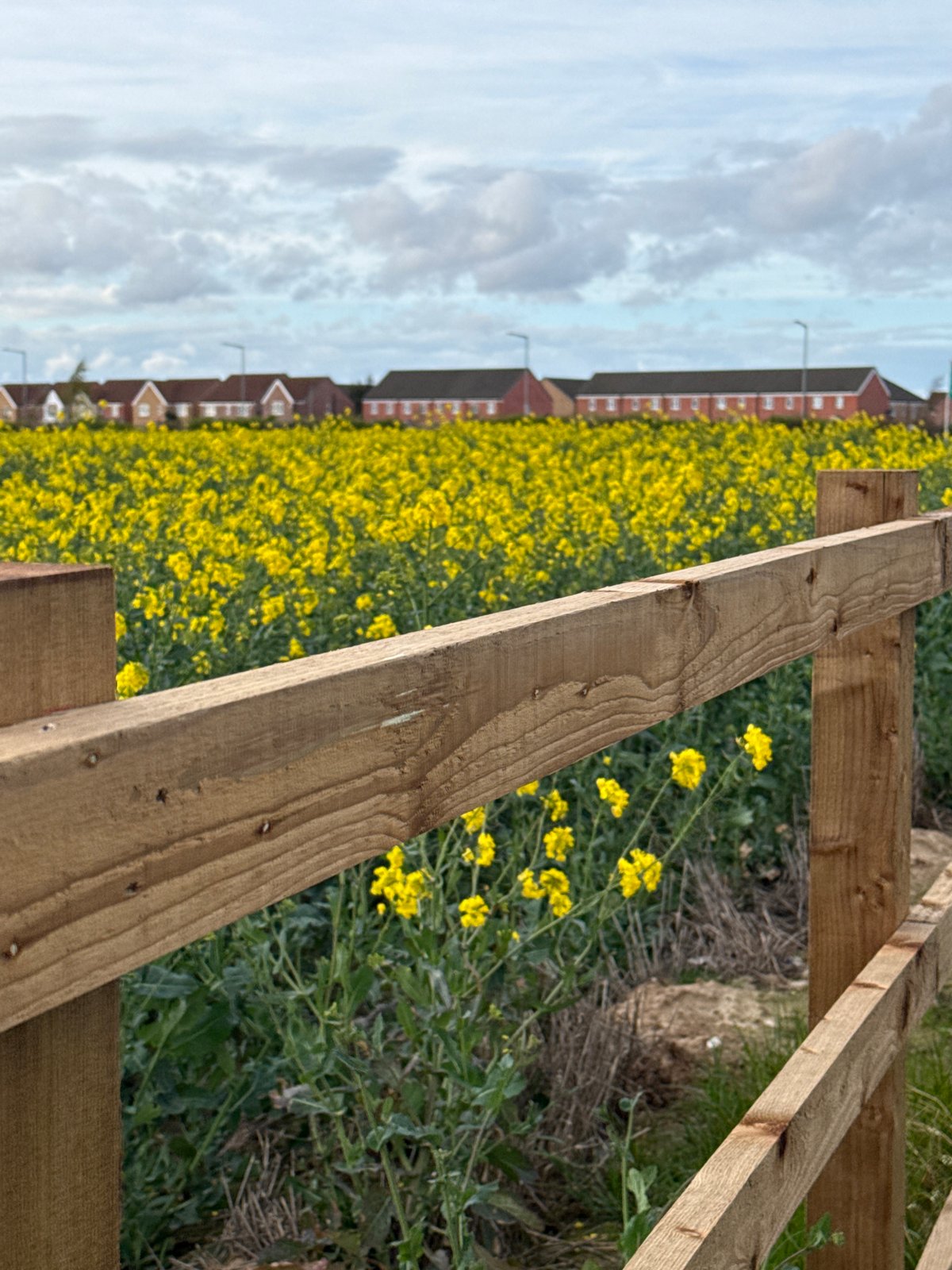 Spring rapeseed fields bloom near Great Yarmouth, UK