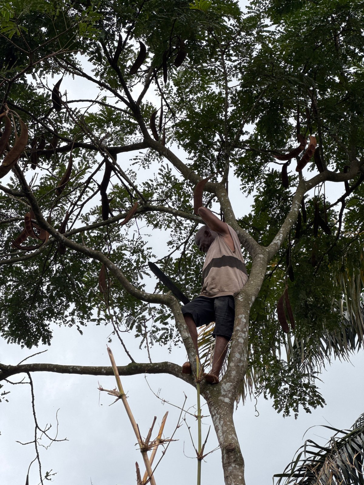 Man performs tree pruning work in Nigerian communities