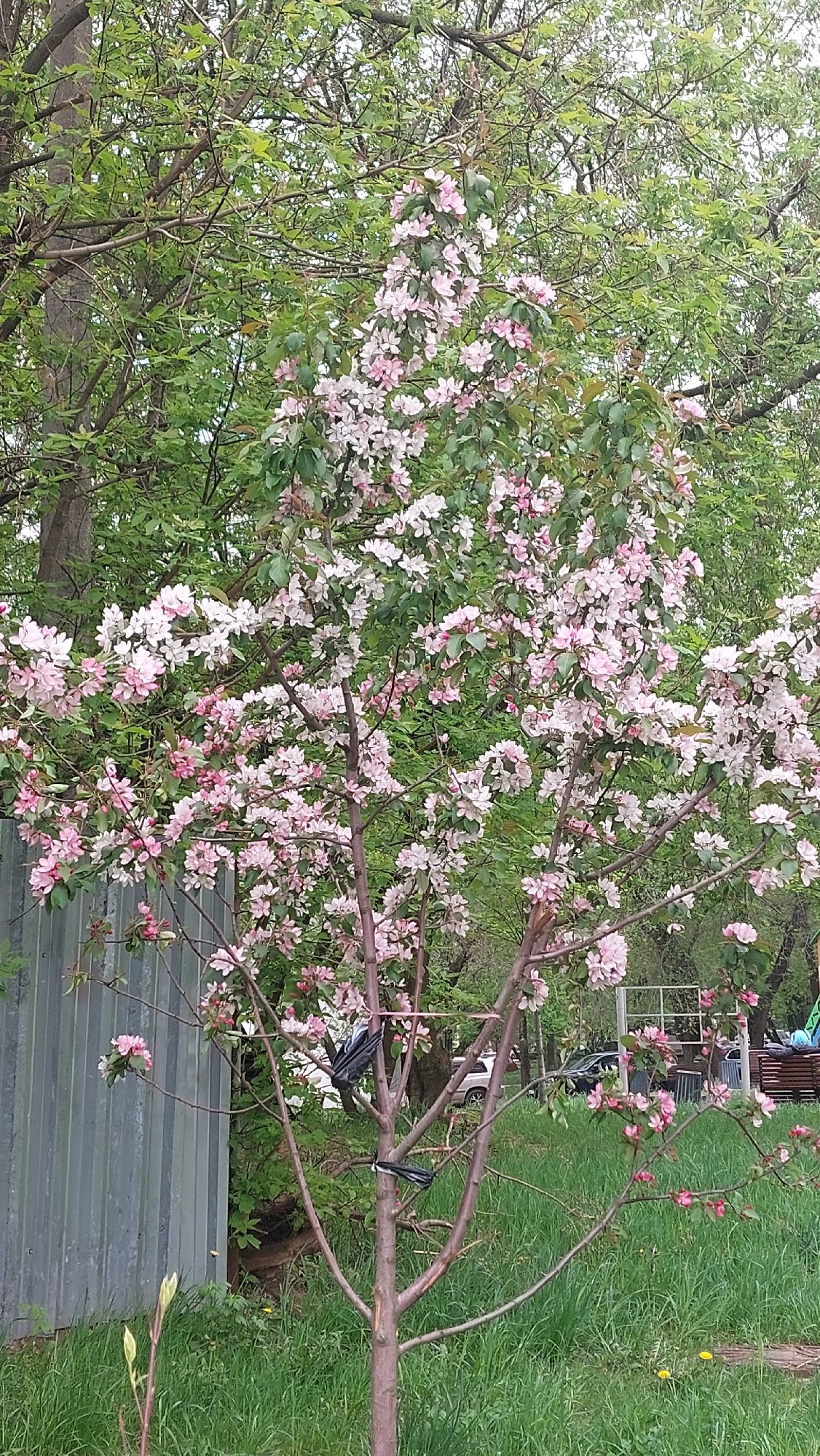 Moscow morning: flowering trees, houseplants, vintage car documented