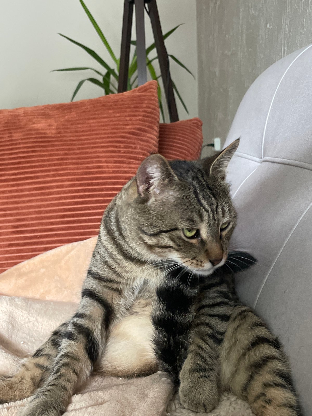 Tabby cat fully unwinding on a couch with rust pillows