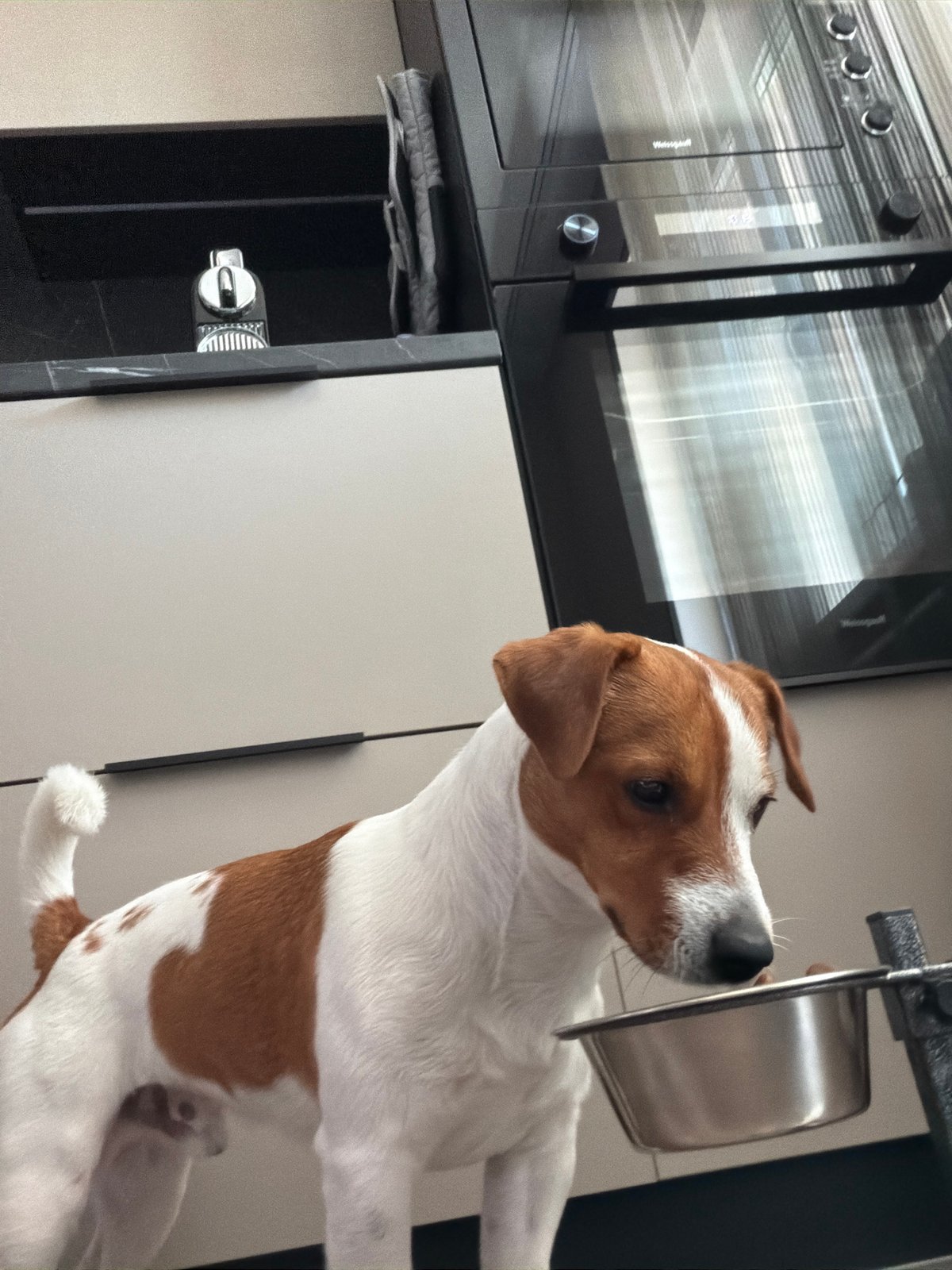 Moscow Dog Owner Documents Morning Walk Routine with Jack Russell