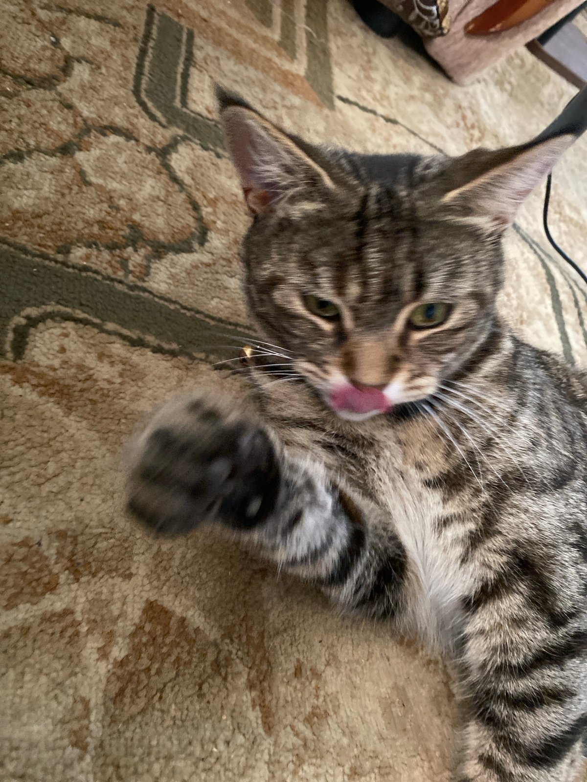 Tabby cat lounges and grooms on a carpet in Maykop