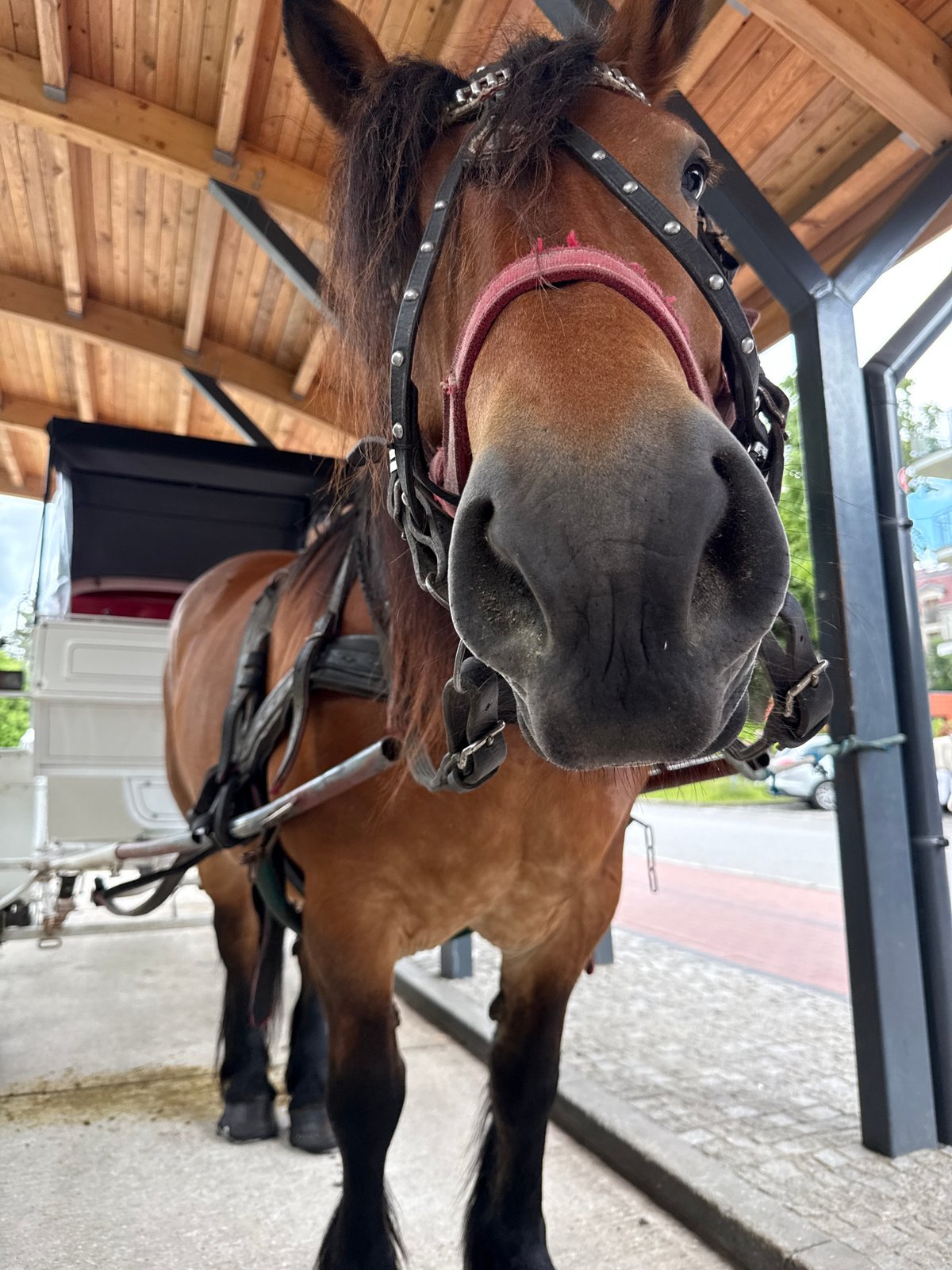 Horse and carriage interaction captured in Świnoujście, Poland