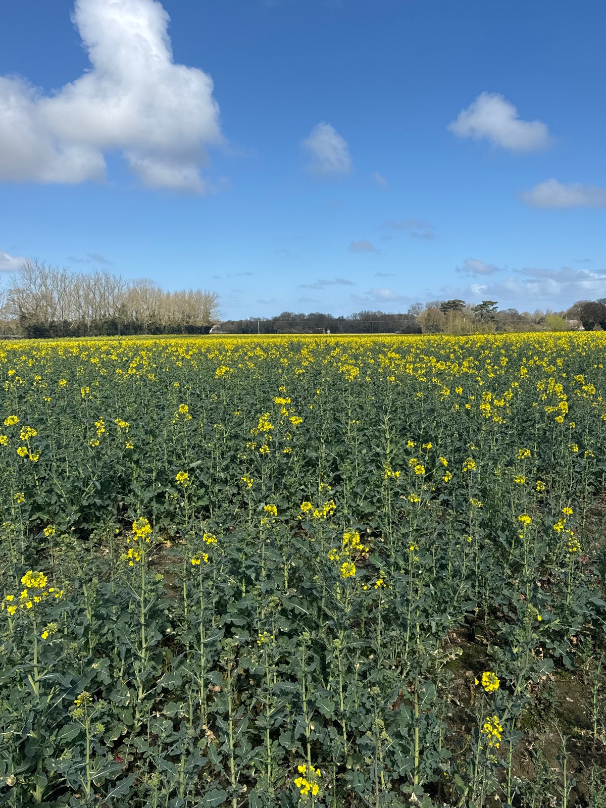 Rapeseed field blooms bright yellow near Great Yarmouth