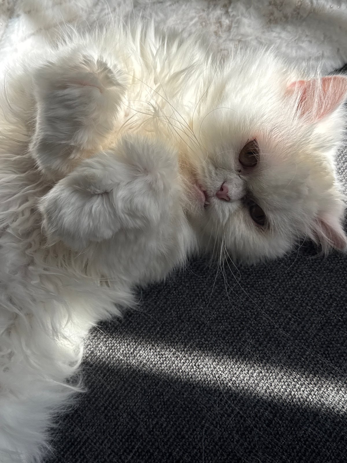 White Persian cat photographed resting on furniture in Burgas