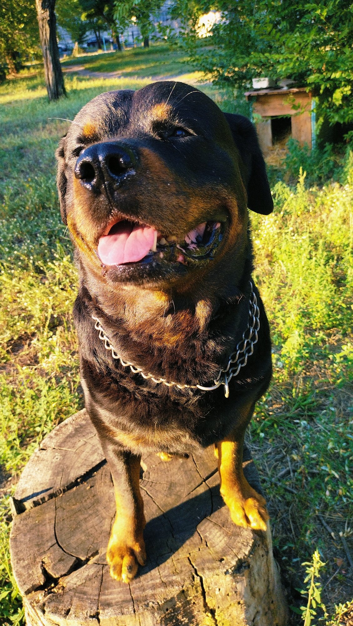 Rottweiler on a stump and blooming hibiscus in Horishni Plavni
