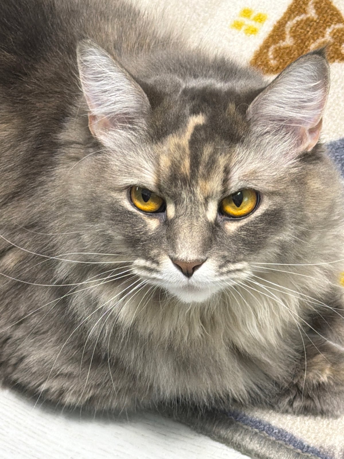 Grey tabby cat relaxing on a wooden floor, multiple angles