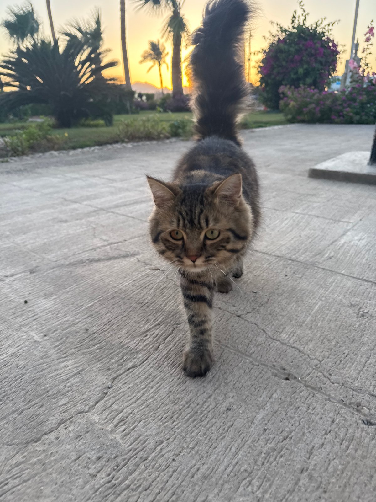 Cat stretching, luggage loading observed in Safaga, Egypt