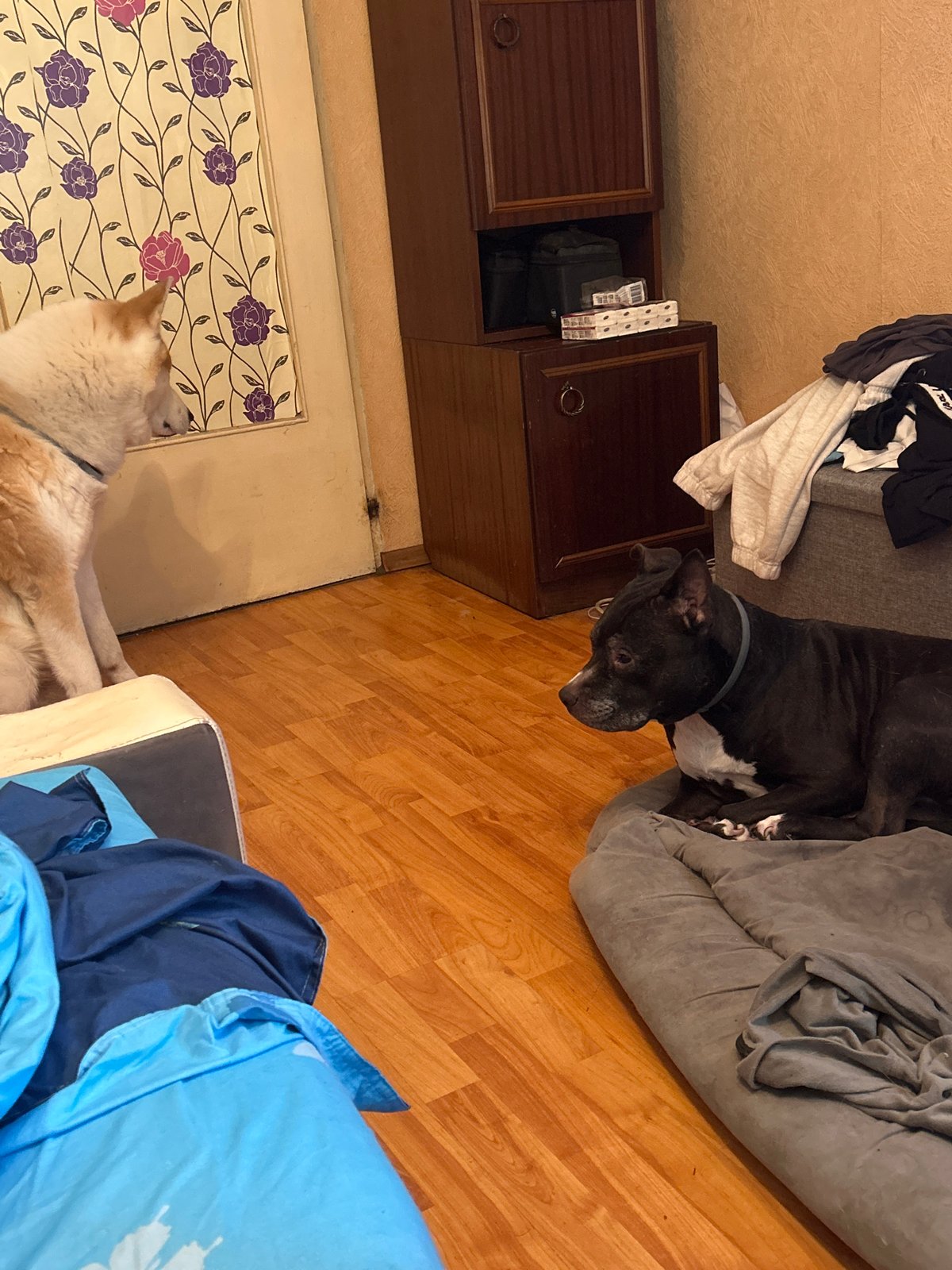 Multi-pet household scene documented in Sofia residential setting