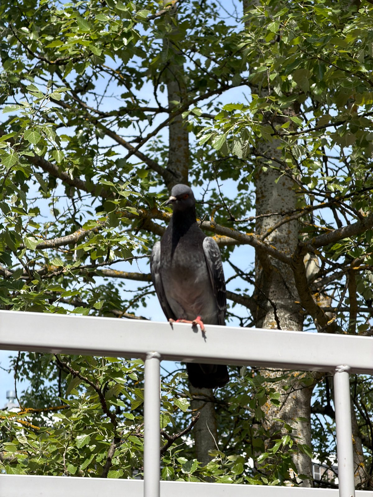 Birds spotted in separate Tokkari locations within minutes