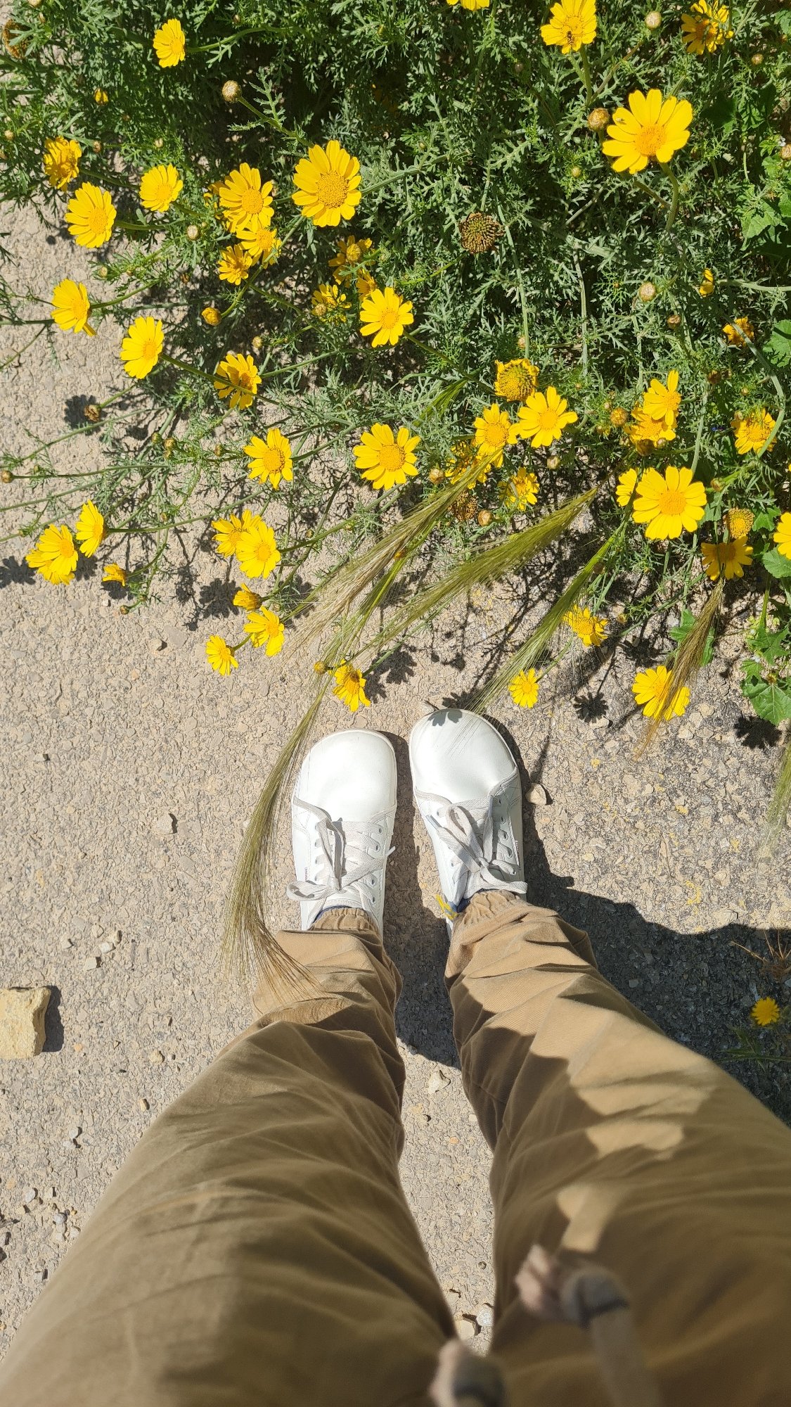 Woman photographed among spring wildflowers in southern Israel