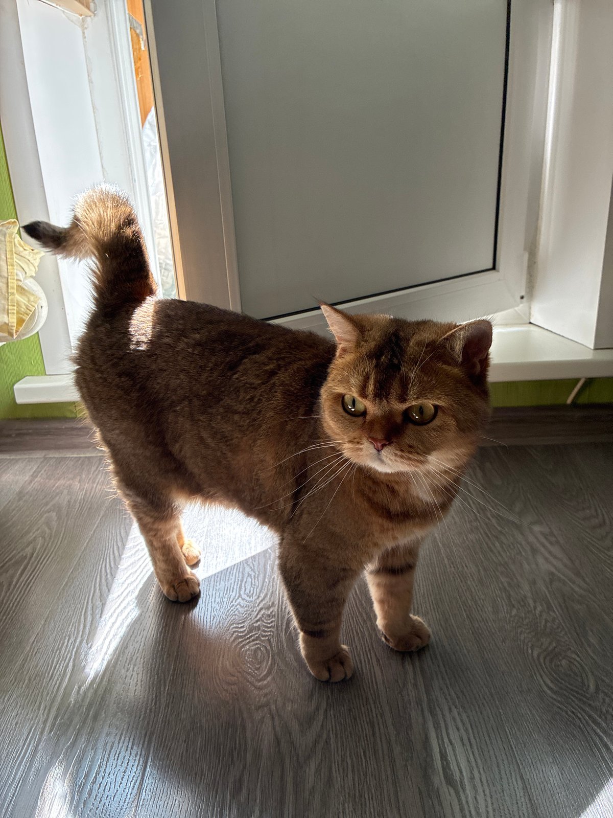 Golden-brown cat observed on wooden floor in Moscow