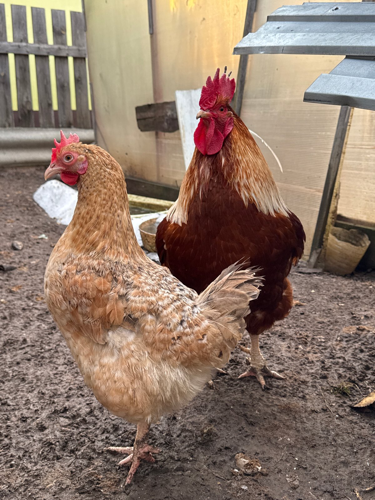 Spring morning documented in rural Russian backyard with chickens