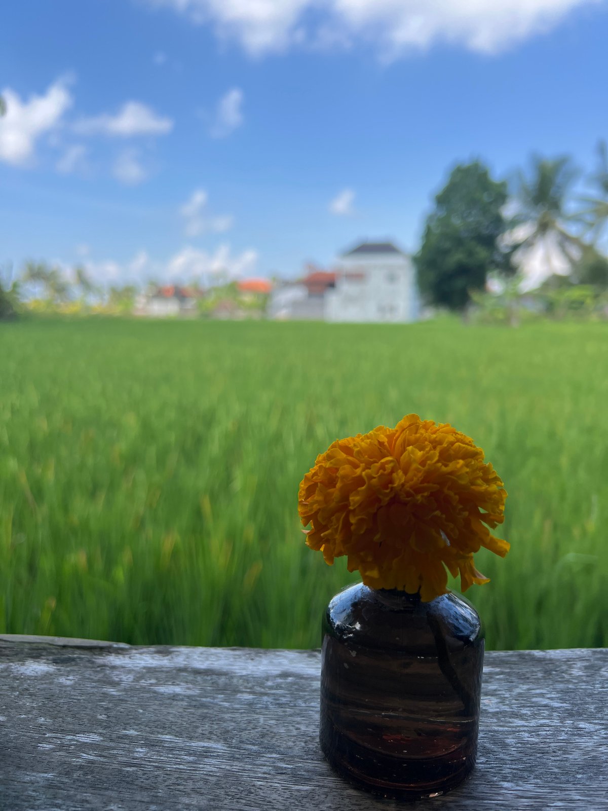 Rice paddy cafe breakfast in Ubud Indonesia