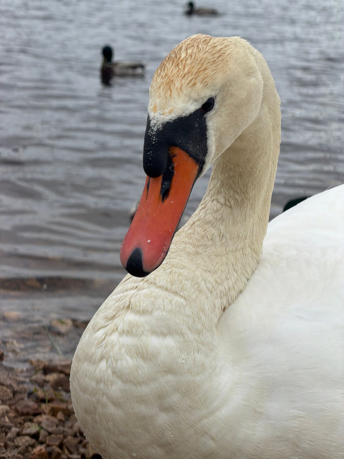 Swans observed feeding and resting at Riga waterway