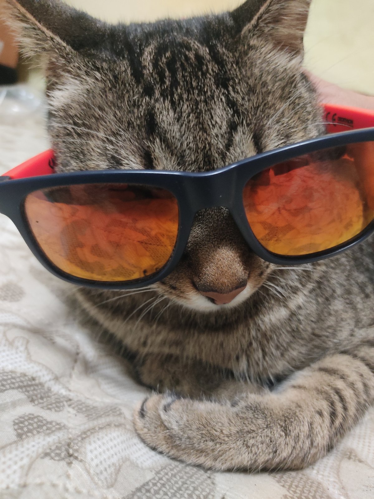 Tabby cat and fish tank moments from a Burgas home