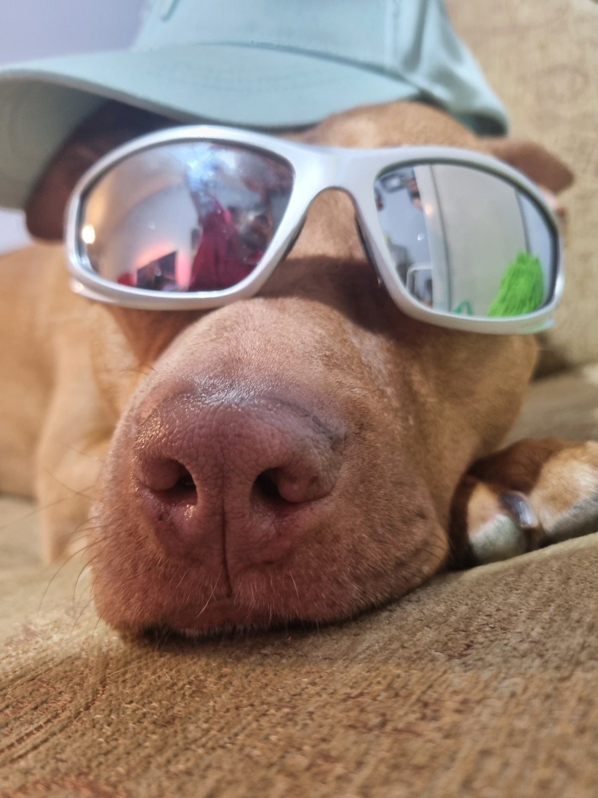 Dog wearing sunglasses and accessories photographed indoors multiple times