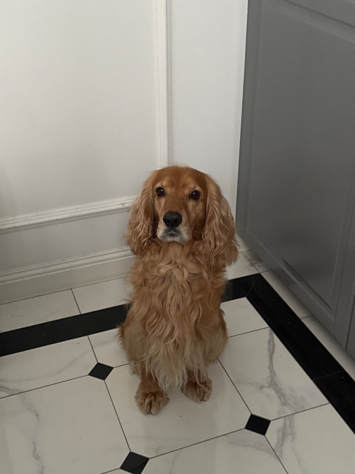 Golden cocker spaniel's lazy afternoon at home