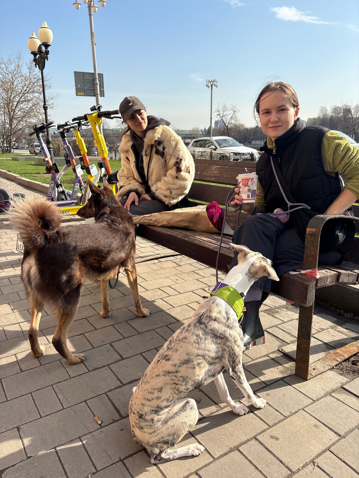 Morning flower delivery to women with dogs in Moscow park