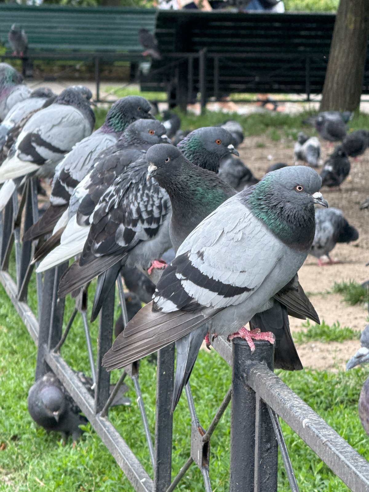 Pigeons on a park fence, people outside a blue building in St. Petersburg