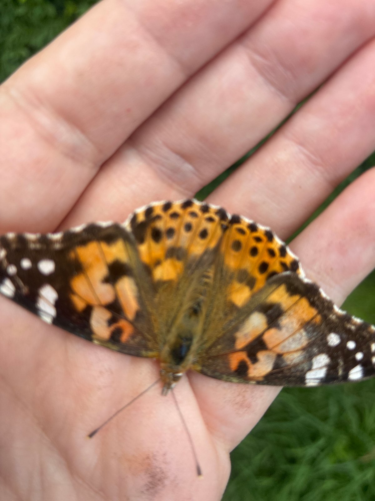 Painted lady butterfly perched on a palm in Sochi