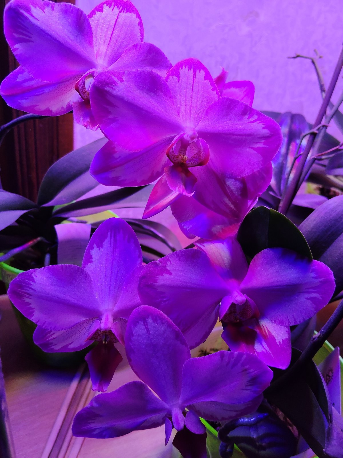 Odesa resident documents extensive indoor orchid garden collection