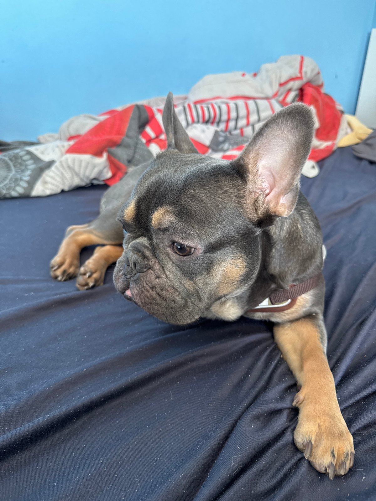 French Bulldog rests on bed in Burgas bedroom