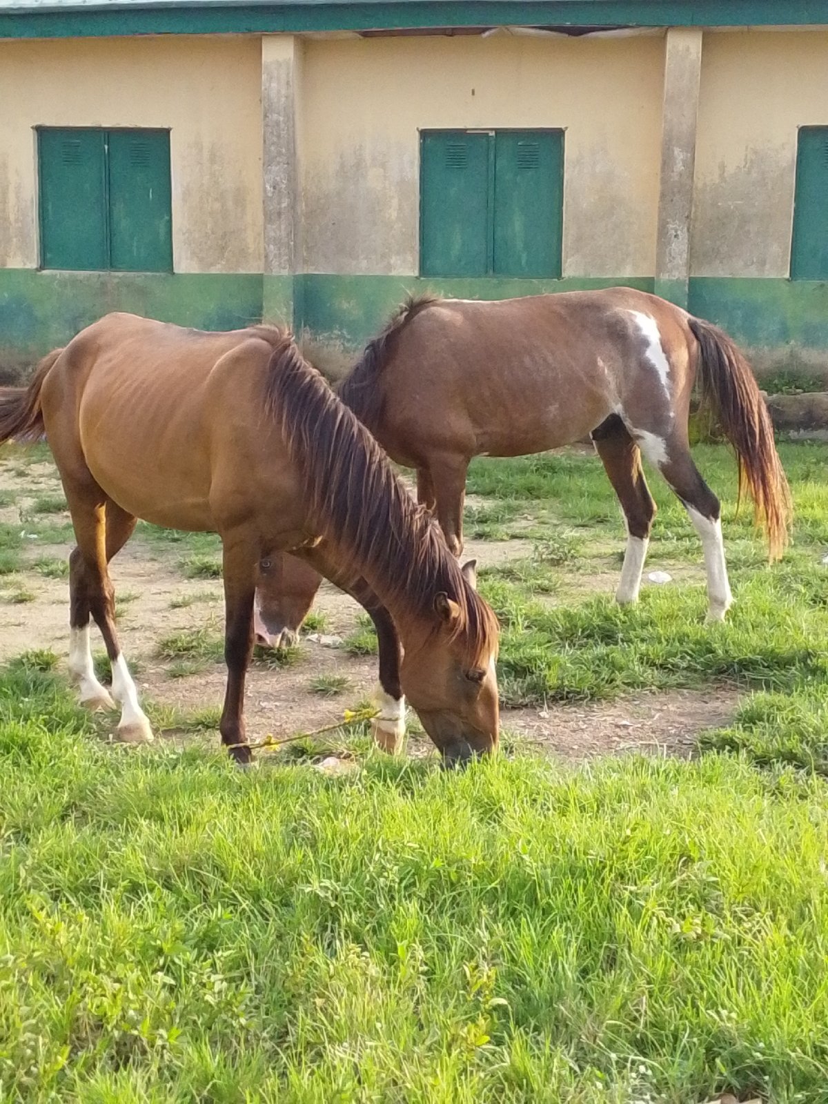 Horses, football, and palm trees at a Serti compound