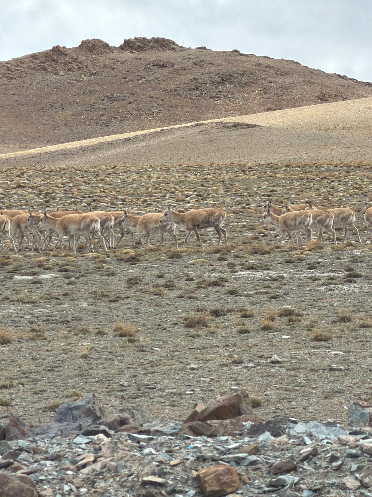Tibetan antelope herd spotted traversing rocky plateau near Hor