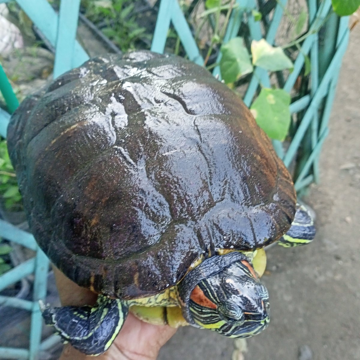 Close-up look at a red-eared slider turtle being held