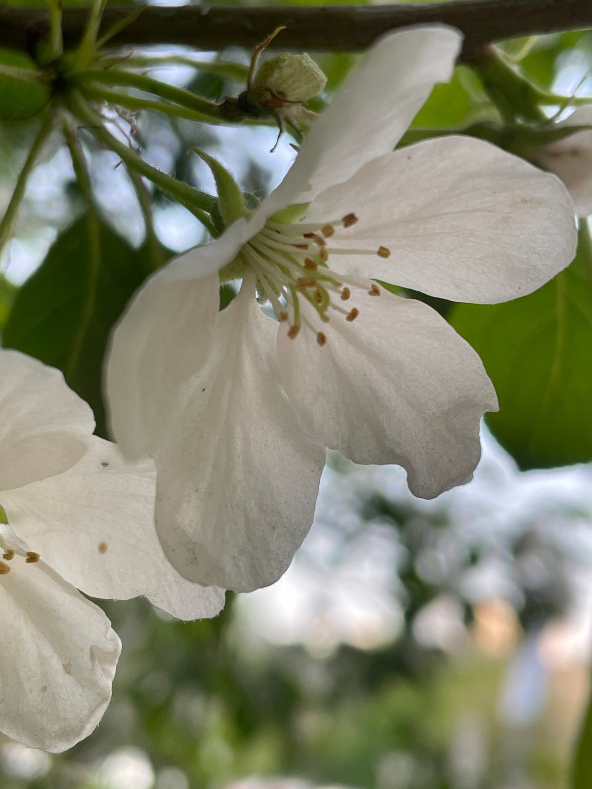 White tree blossom observed in Khimki, Russia