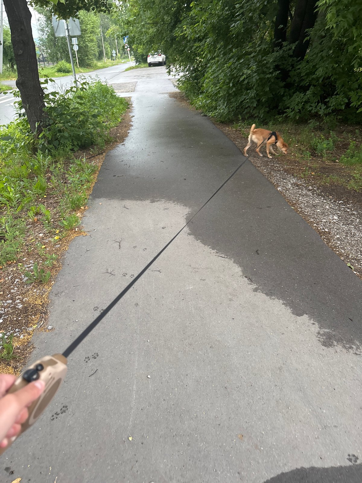Dog walk past a sports complex in rainy Inskoy, Russia